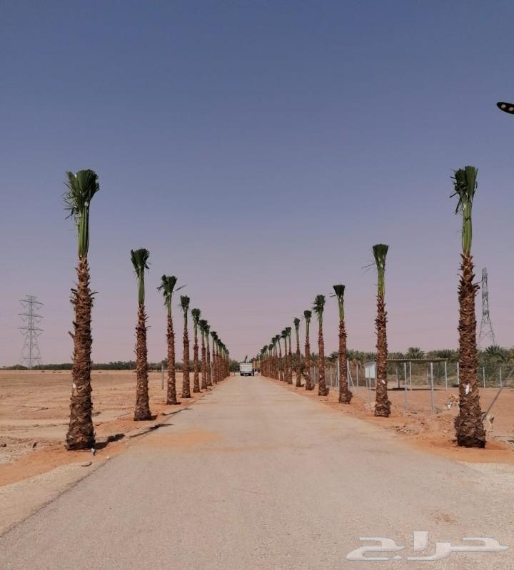 نخل وشنطني زينه امريكي للبيع64592347429889110