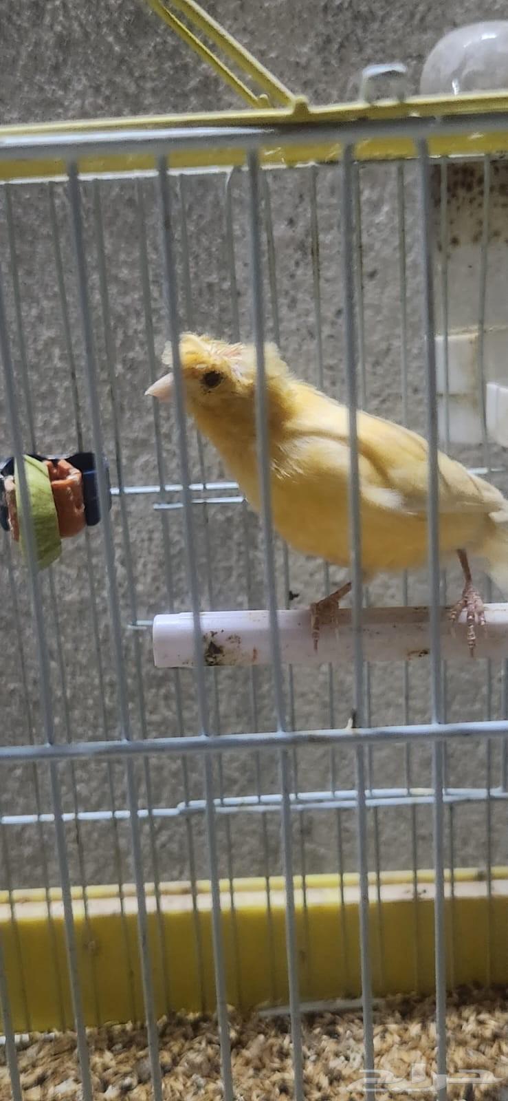 3 Male Singing Crest Canaries64596042616962114