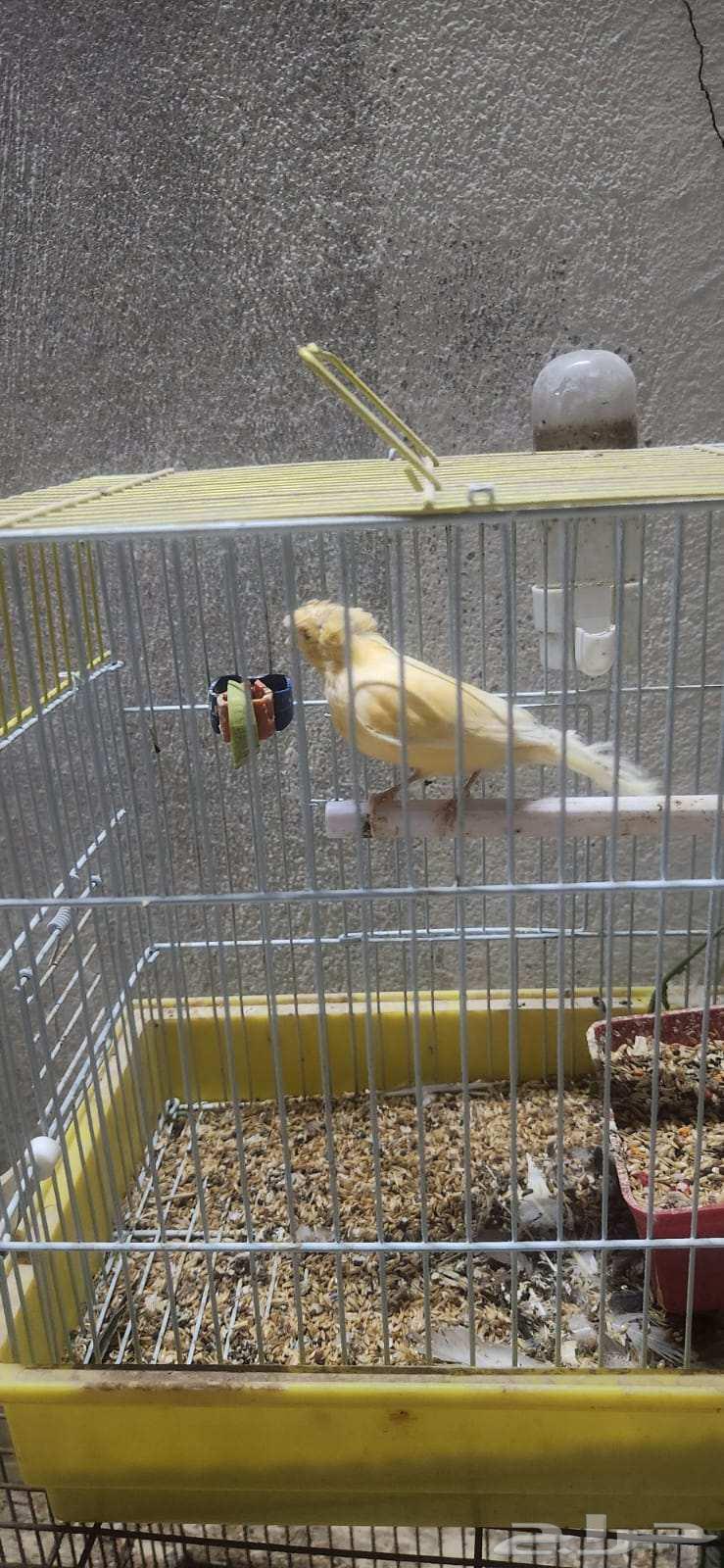 3 Male Singing Crest Canaries64596042616962111