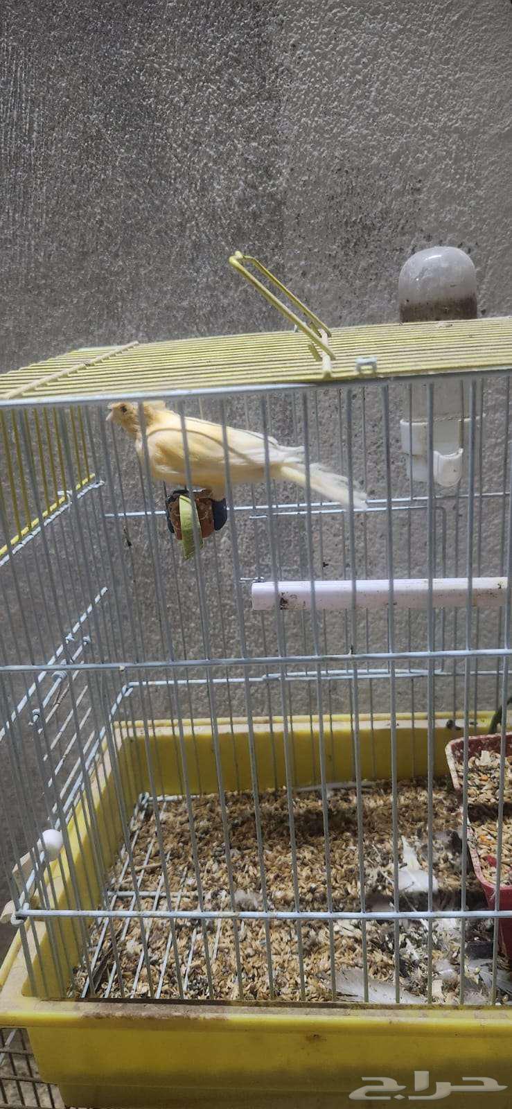 3 Male Singing Crest Canaries64596042616962110