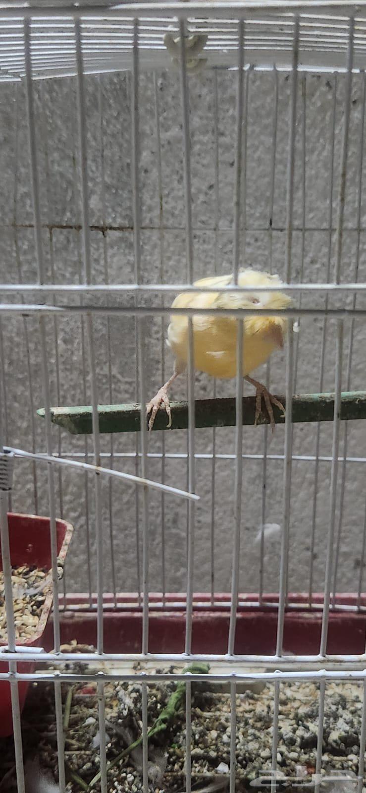 3 Male Singing Crest Canaries64596042616962113