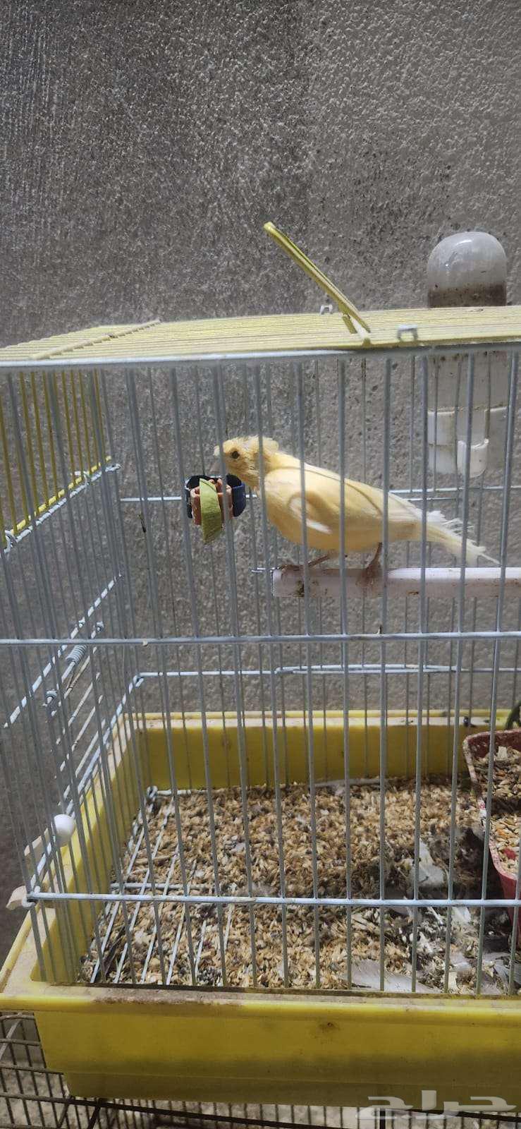 3 Male Singing Crest Canaries64596042616962112