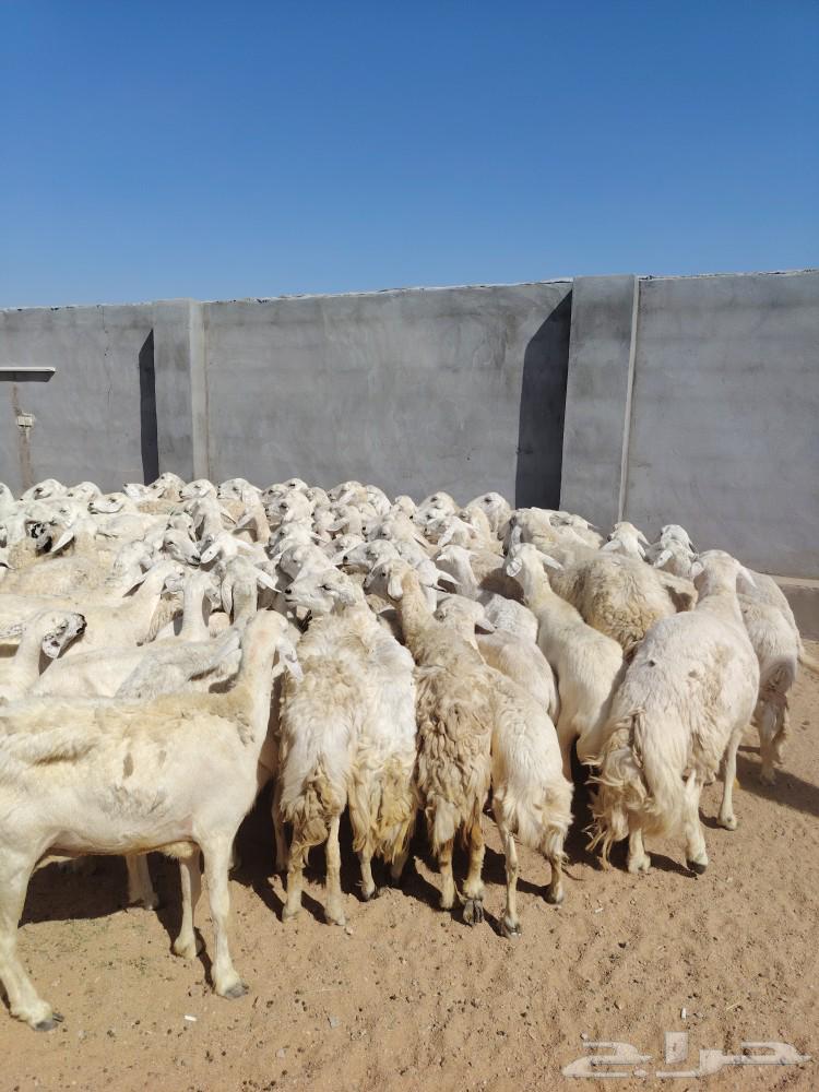 ازين ياأهل ازين غنم قطعه وحده شكل واشعره واجرومها طيبه64591214055427110