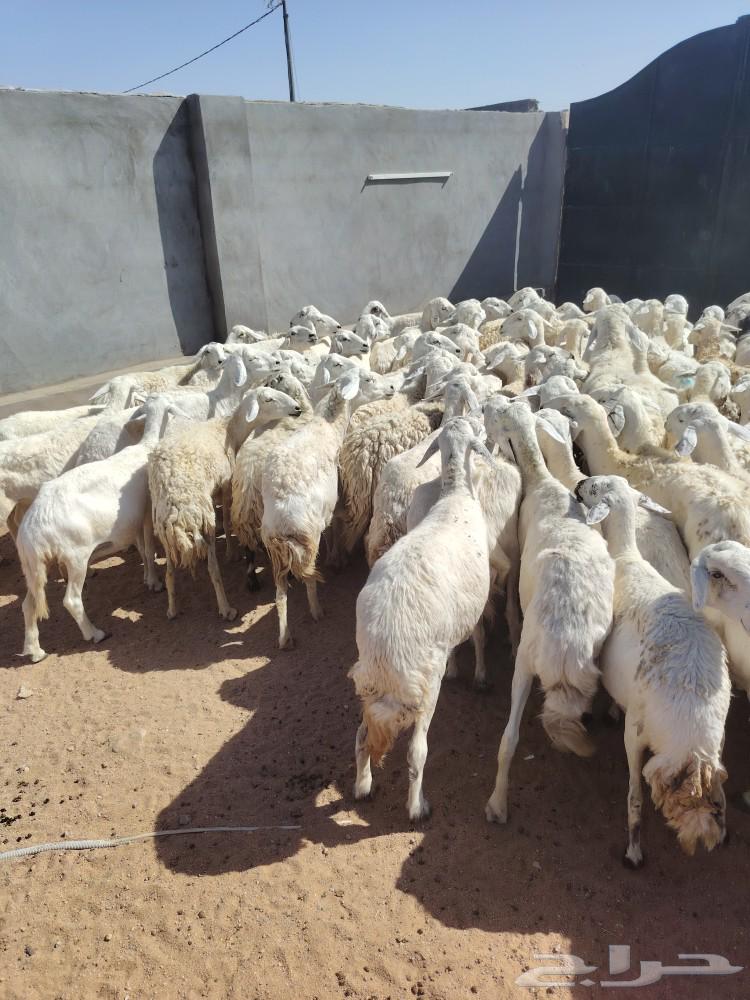 ازين ياأهل ازين غنم قطعه وحده شكل واشعره واجرومها طيبه64591214055427112