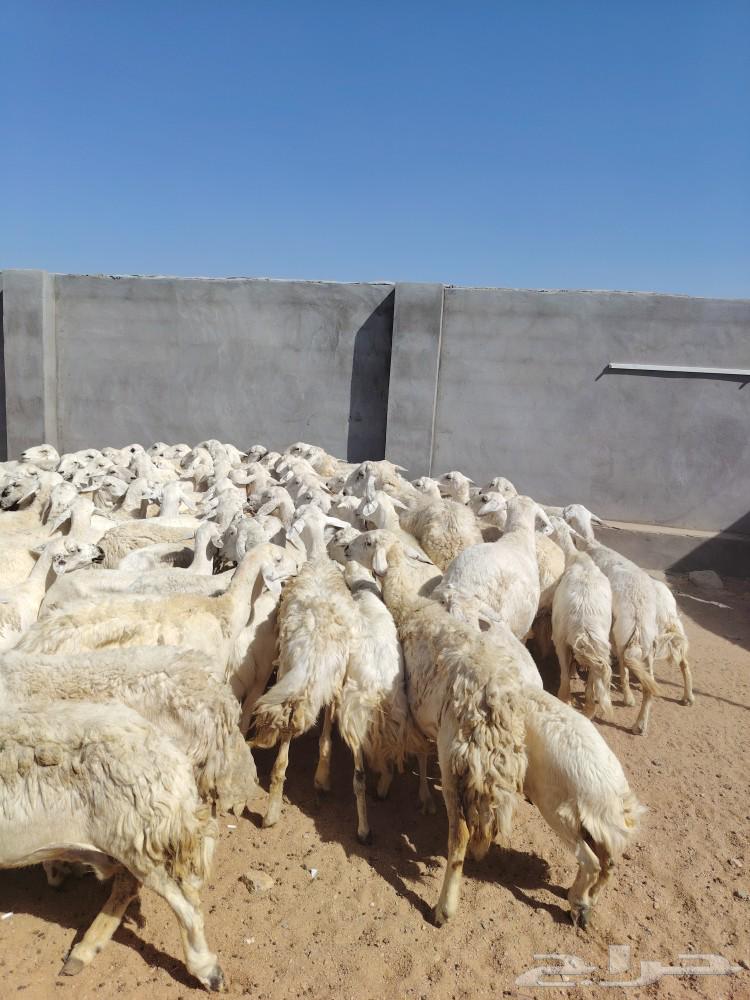 ازين ياأهل ازين غنم قطعه وحده شكل واشعره واجرومها طيبه64591214055427111