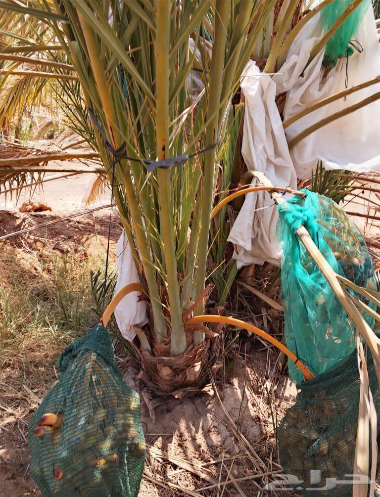 نخيل64595501910786110