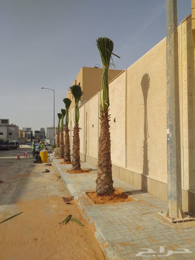 نخل وشنطني زينه امريكي للبيع64592347429889111