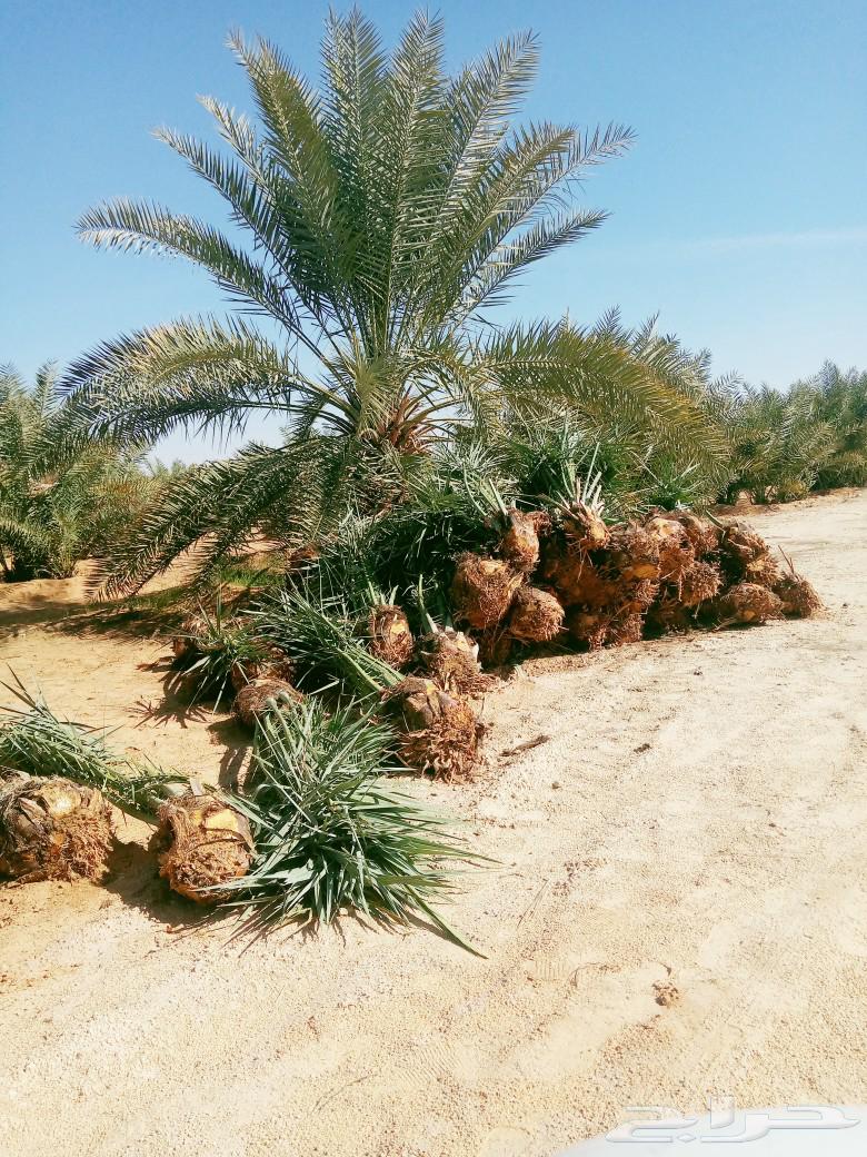 نخل للبيع نقايل فسايل نخيل صقعي مجدول واشنطني دخيني سكري غر64589767923329113