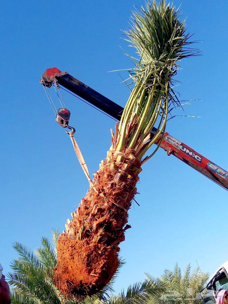 نخل صقعي مجدول عجوه خضري نخيل فروخ نقايل واشنطني سكري64589866624769110