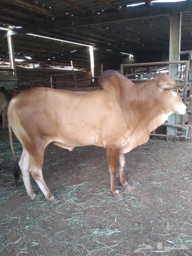 حسيل بلدي فاخر شئ نظيف سمين شحم ولحم خالي من جميع العيوب64592938722306111