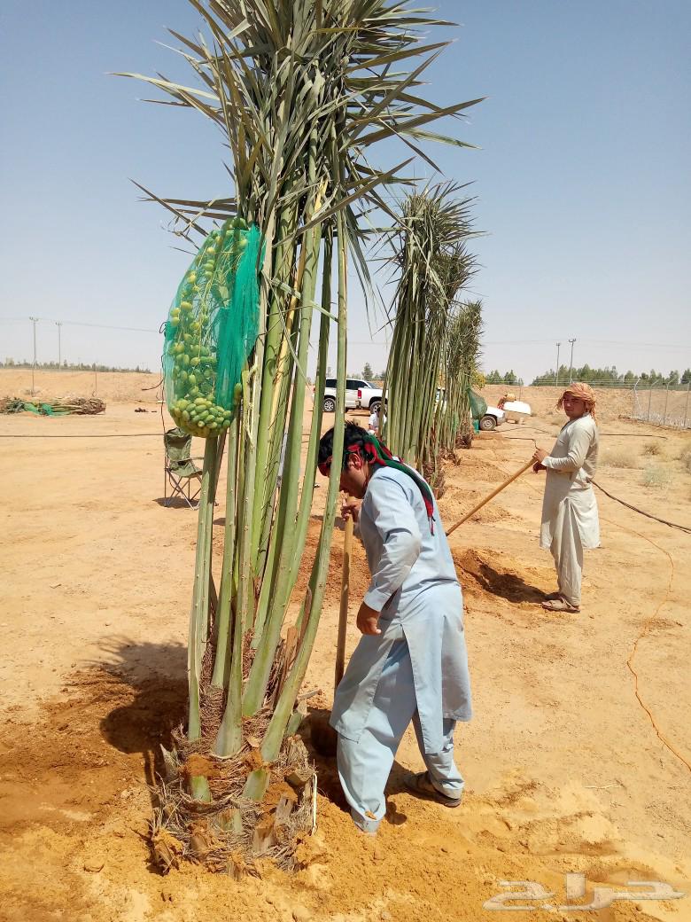 نخل للبيع نقايل فسايل نخيل صقعي مجدول واشنطني دخيني سكري غر64589767923329114