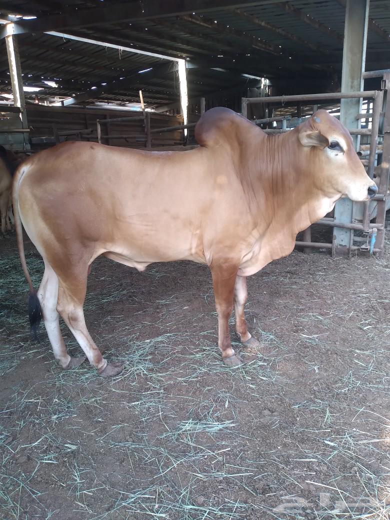 حسيل بلدي فاخر شئ نظيف سمين شحم ولحم خالي من جميع العيوب64592938722306113