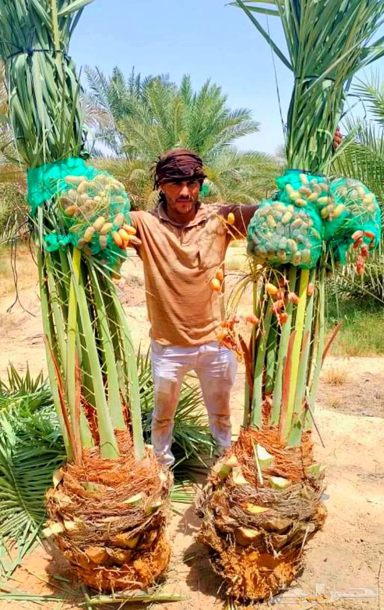 نخل صقعي مجدول عجوه خضري نخيل فروخ نقايل واشنطني سكري64589866624769112
