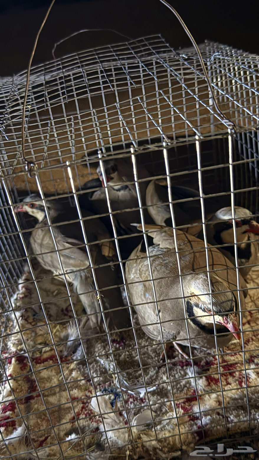 Shneer64460666255618113