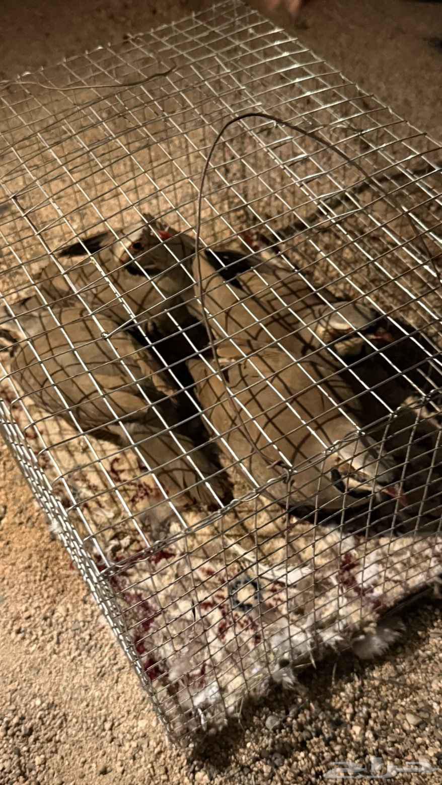 Shneer64460666255618112