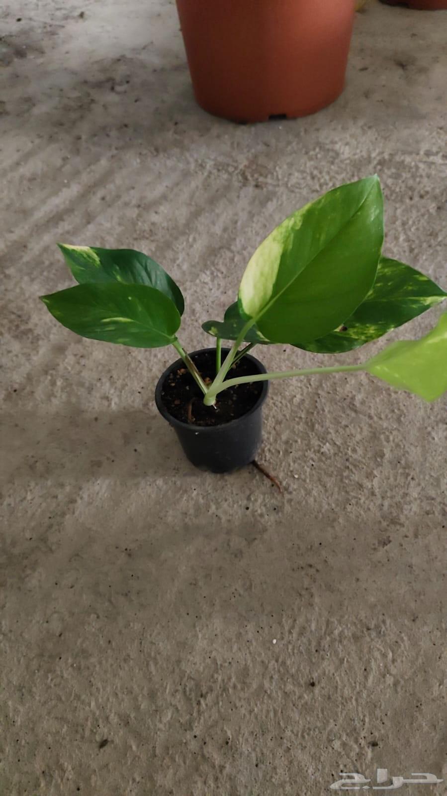 نبات البوتس64596501704321110