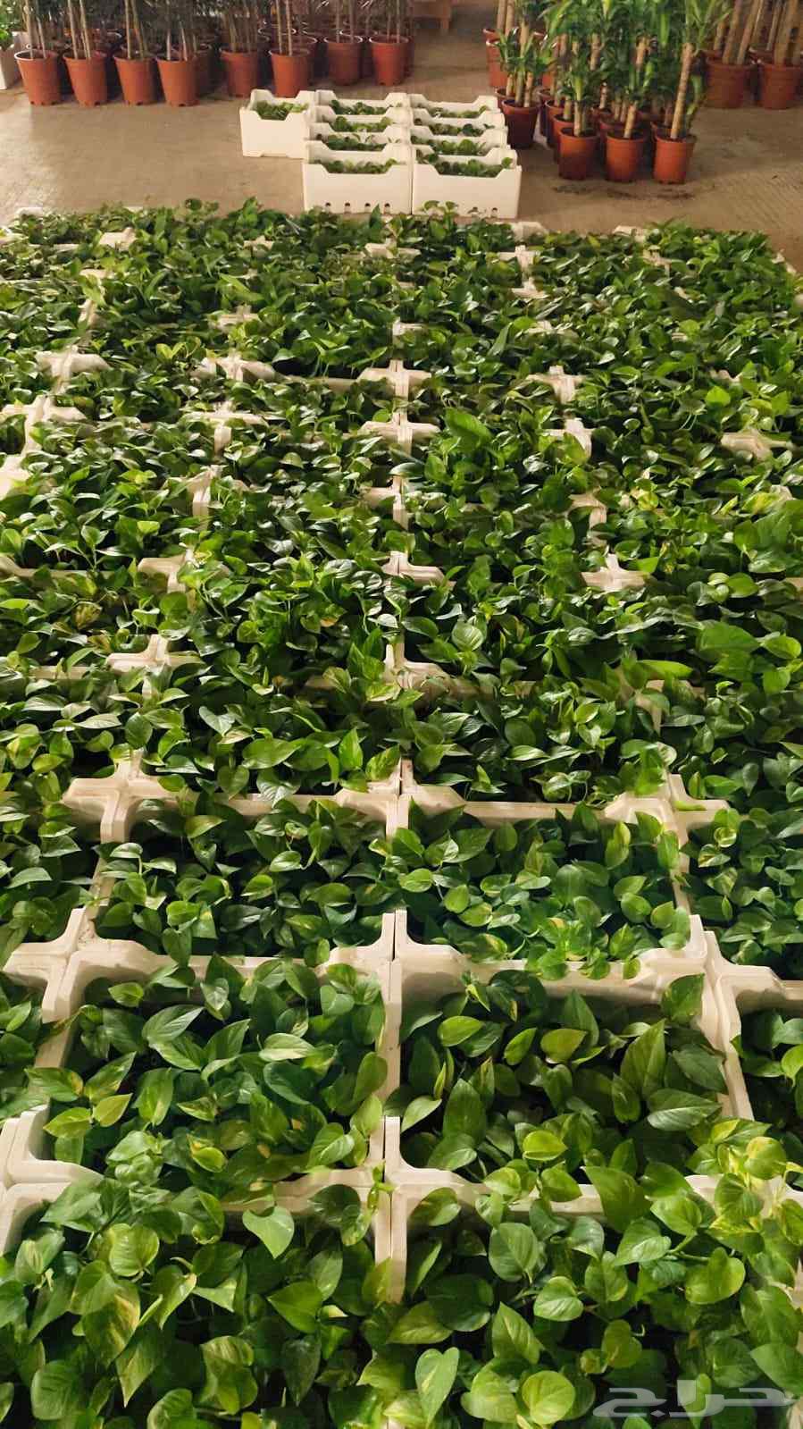 نبات البوتس64596501704321111