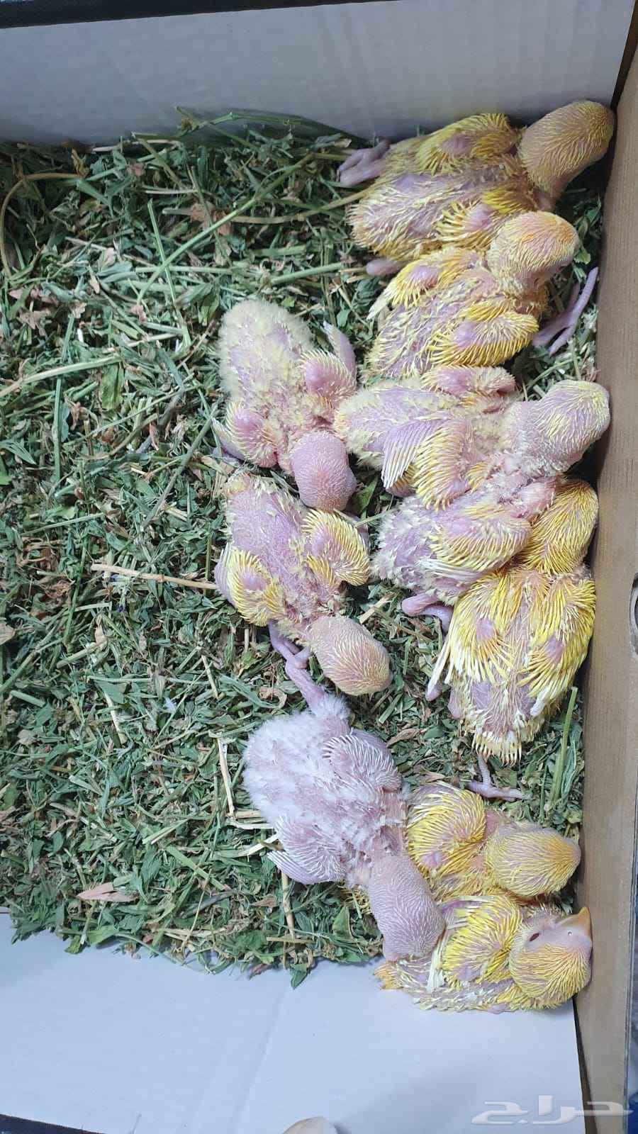 للبيع عرض خاص فروخ روز لاتينو والبينو عددهم 10 فروخ64592021509891113