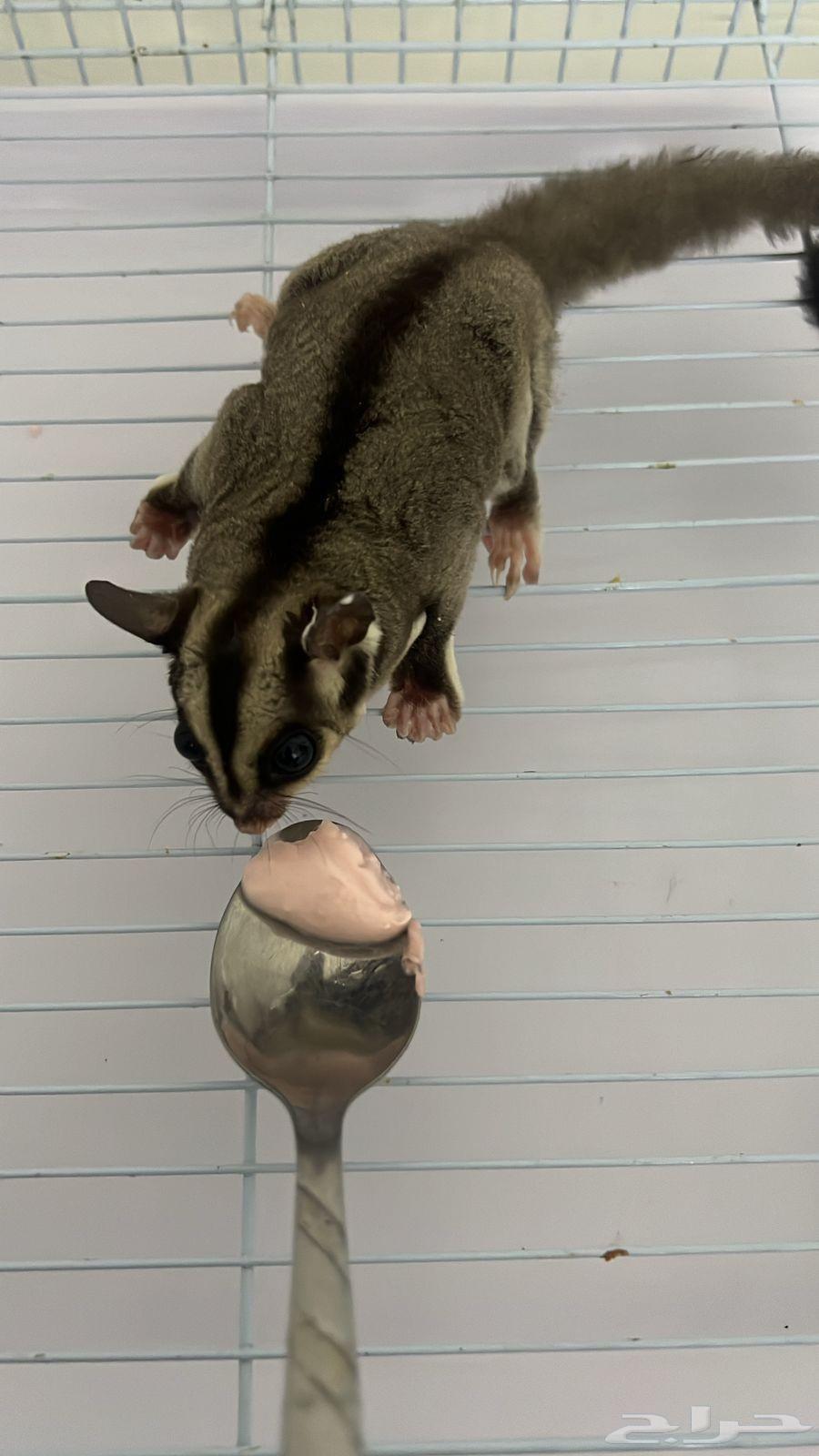 شوقر قلايدر السنجاب الطائر اليف Sugar Glider64590454588547111