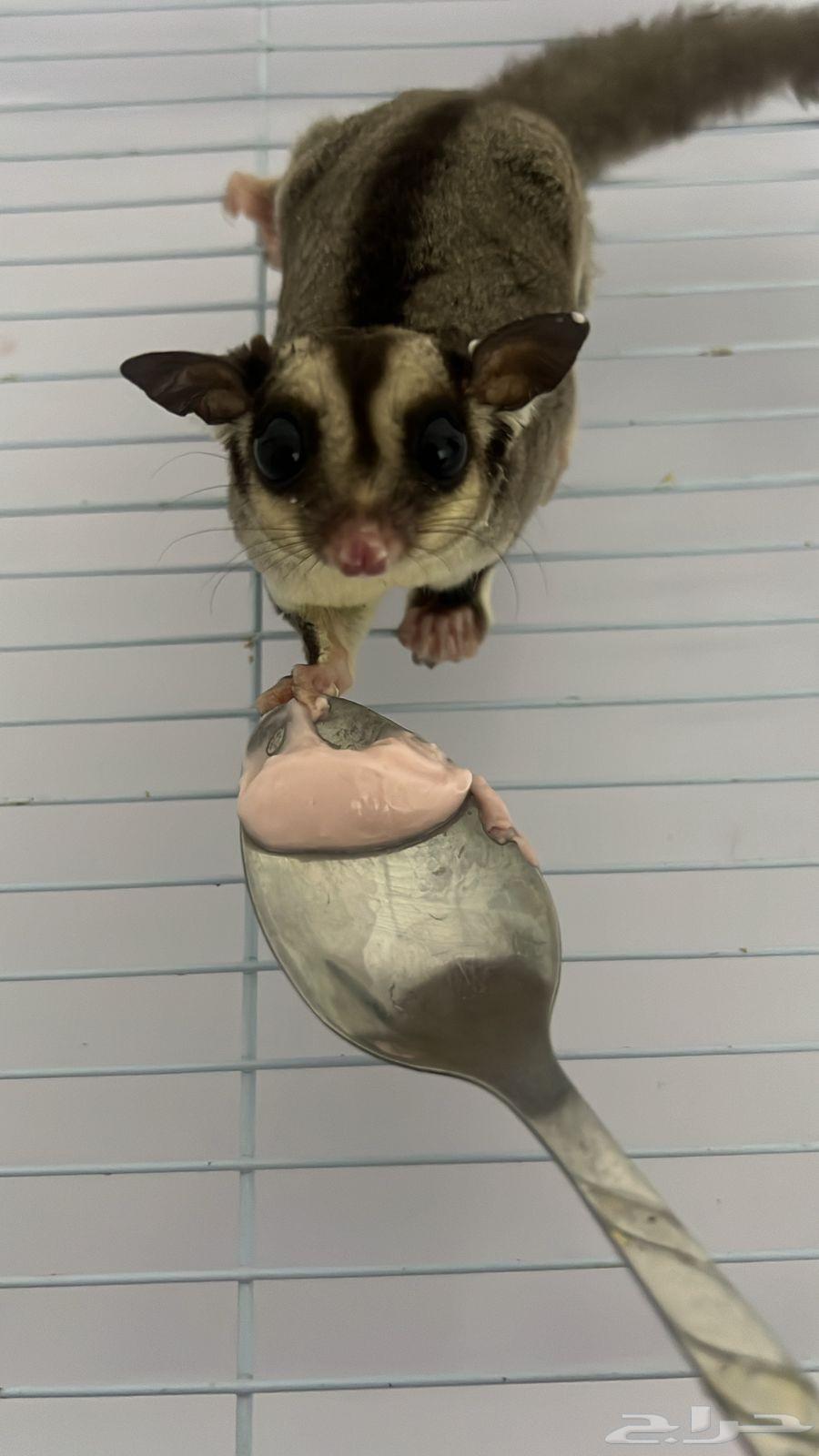 شوقر قلايدر السنجاب الطائر اليف Sugar Glider64590454588547110
