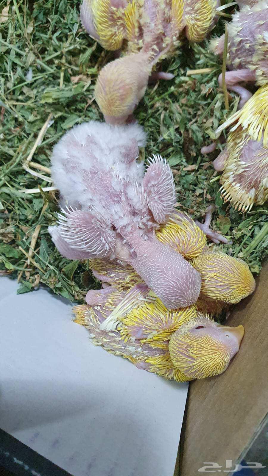 للبيع عرض خاص فروخ روز لاتينو والبينو عددهم 10 فروخ64592021509891112