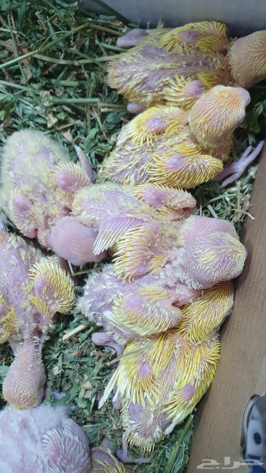 للبيع عرض خاص فروخ روز لاتينو والبينو عددهم 10 فروخ64592021509891111