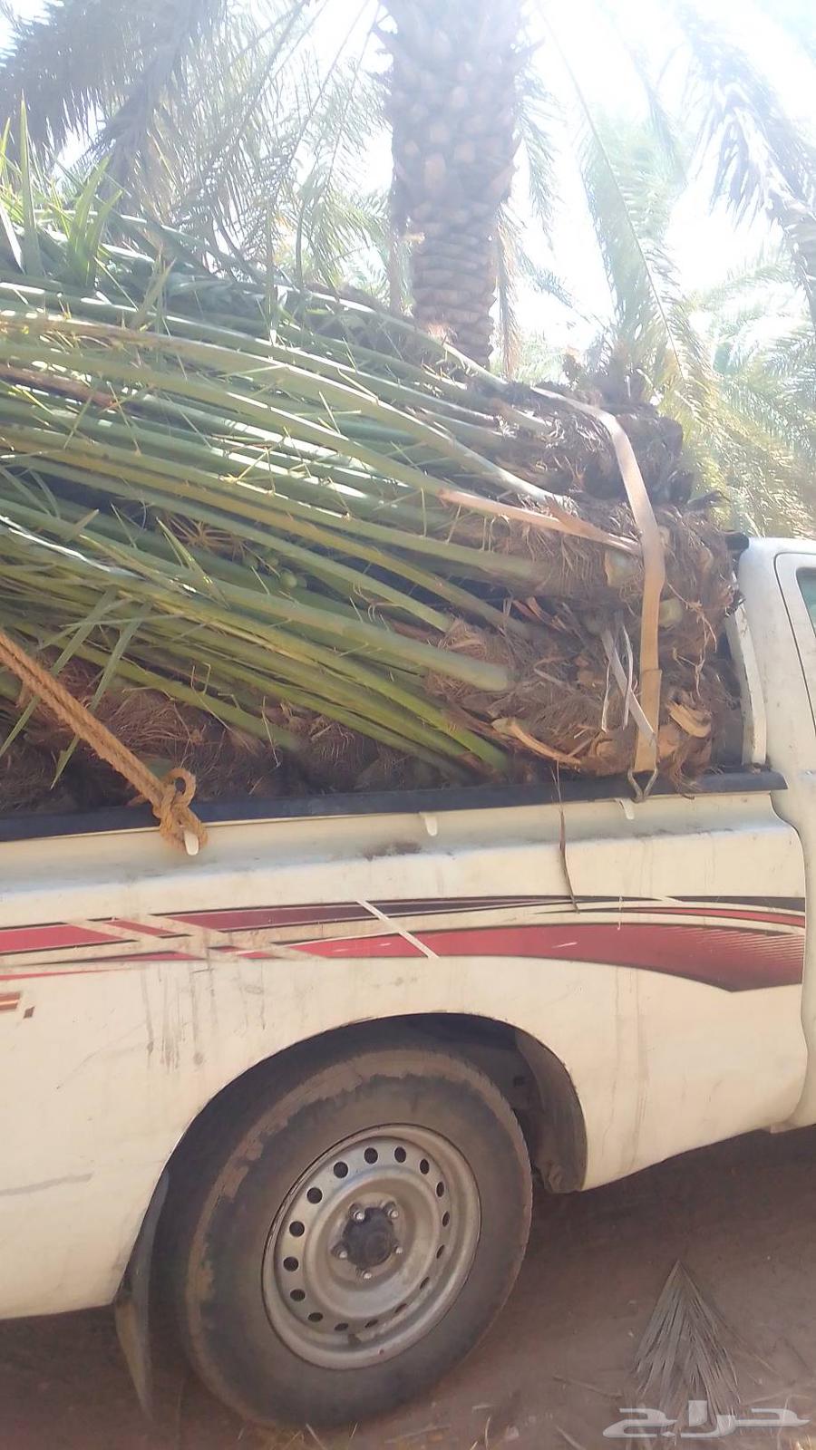 نخيل64595501910786114