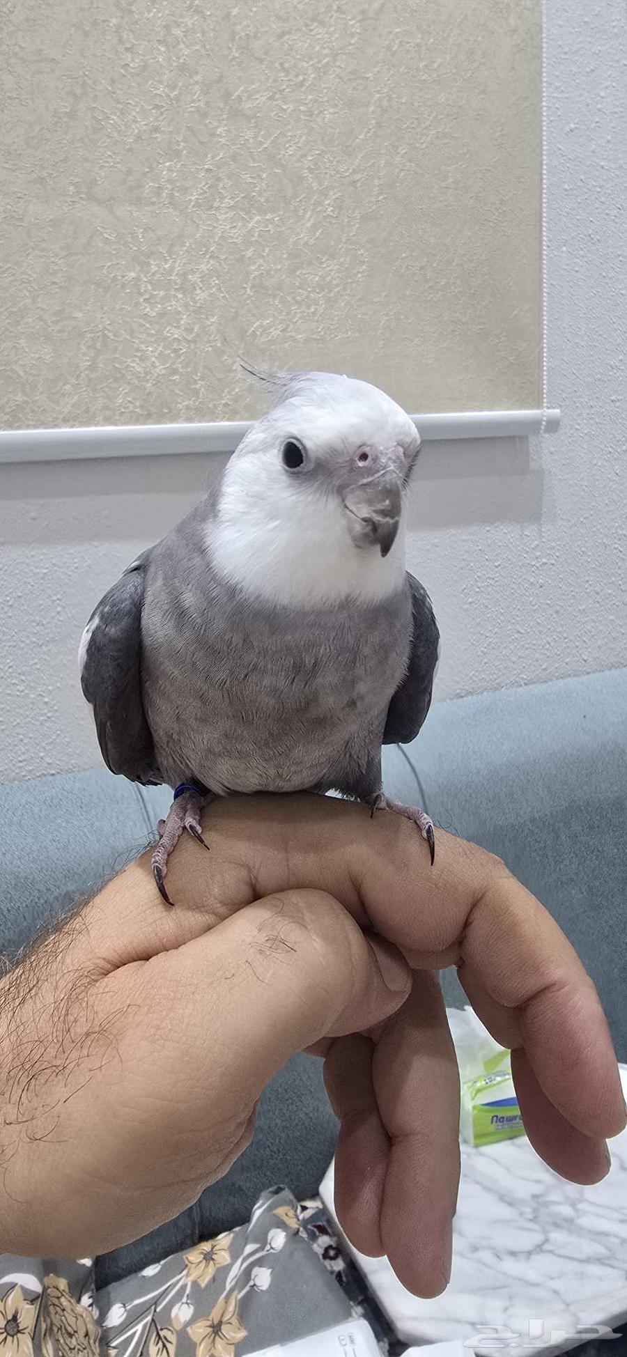 كراوان كوكاتيل اليف جدا جدا الخفجي خفجي64591371026050111