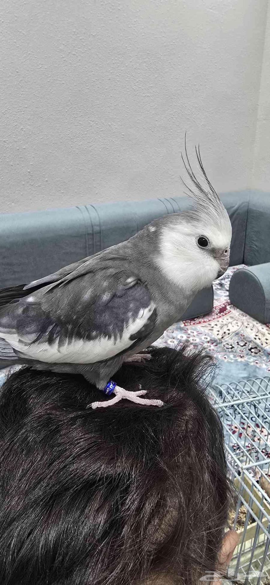 كراوان كوكاتيل اليف جدا جدا الخفجي خفجي64591371026050112