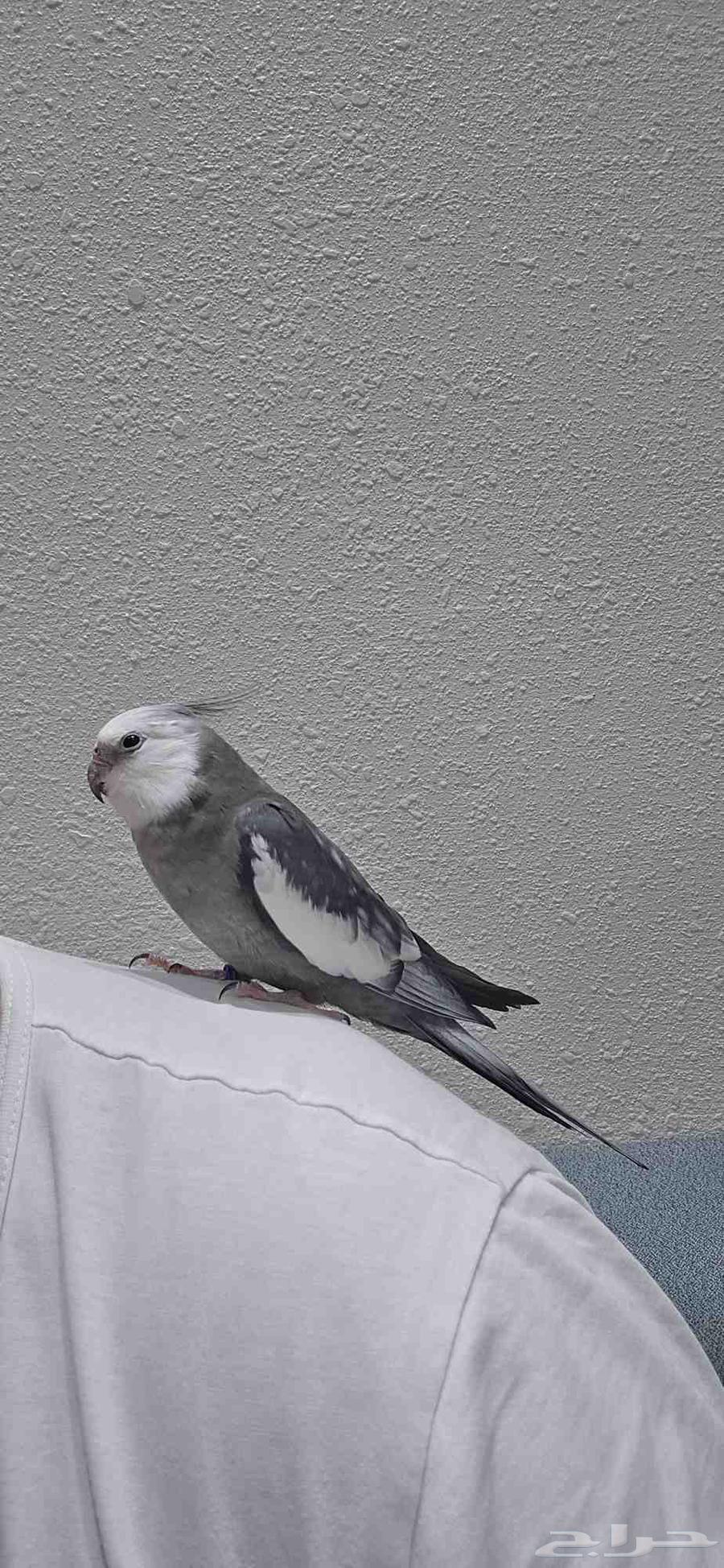 كراوان كوكاتيل اليف جدا جدا الخفجي خفجي64591371026050110