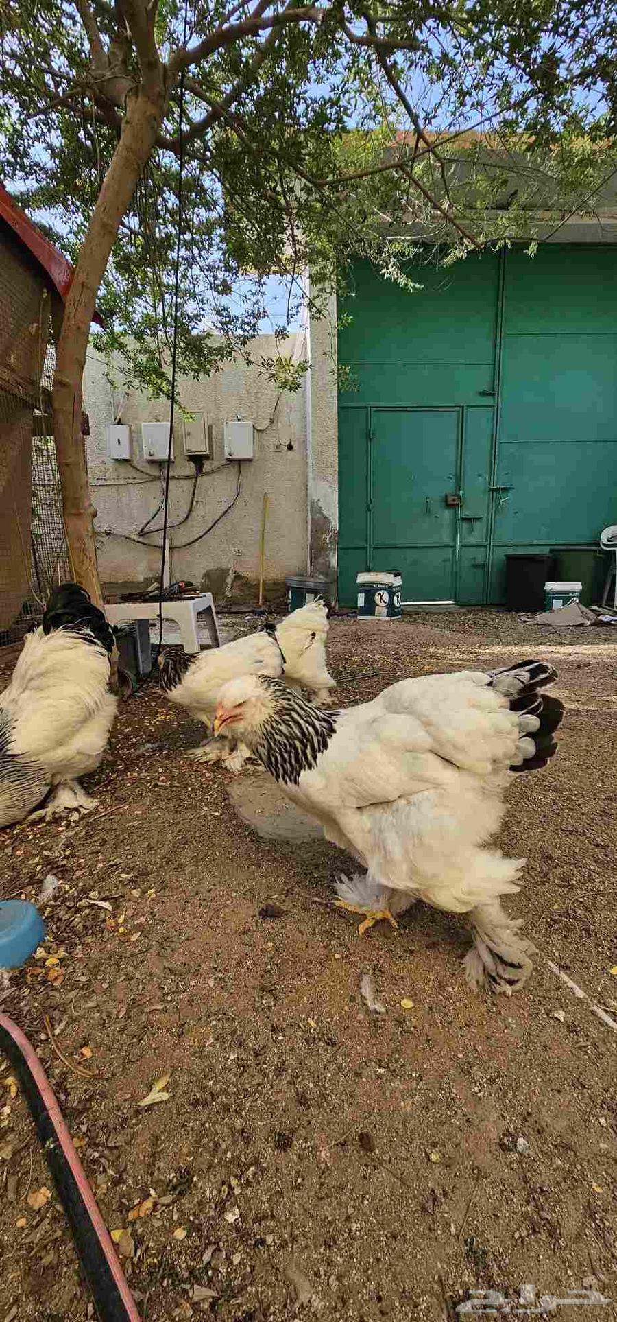 براهما كلومبي فاخر64589916024449114