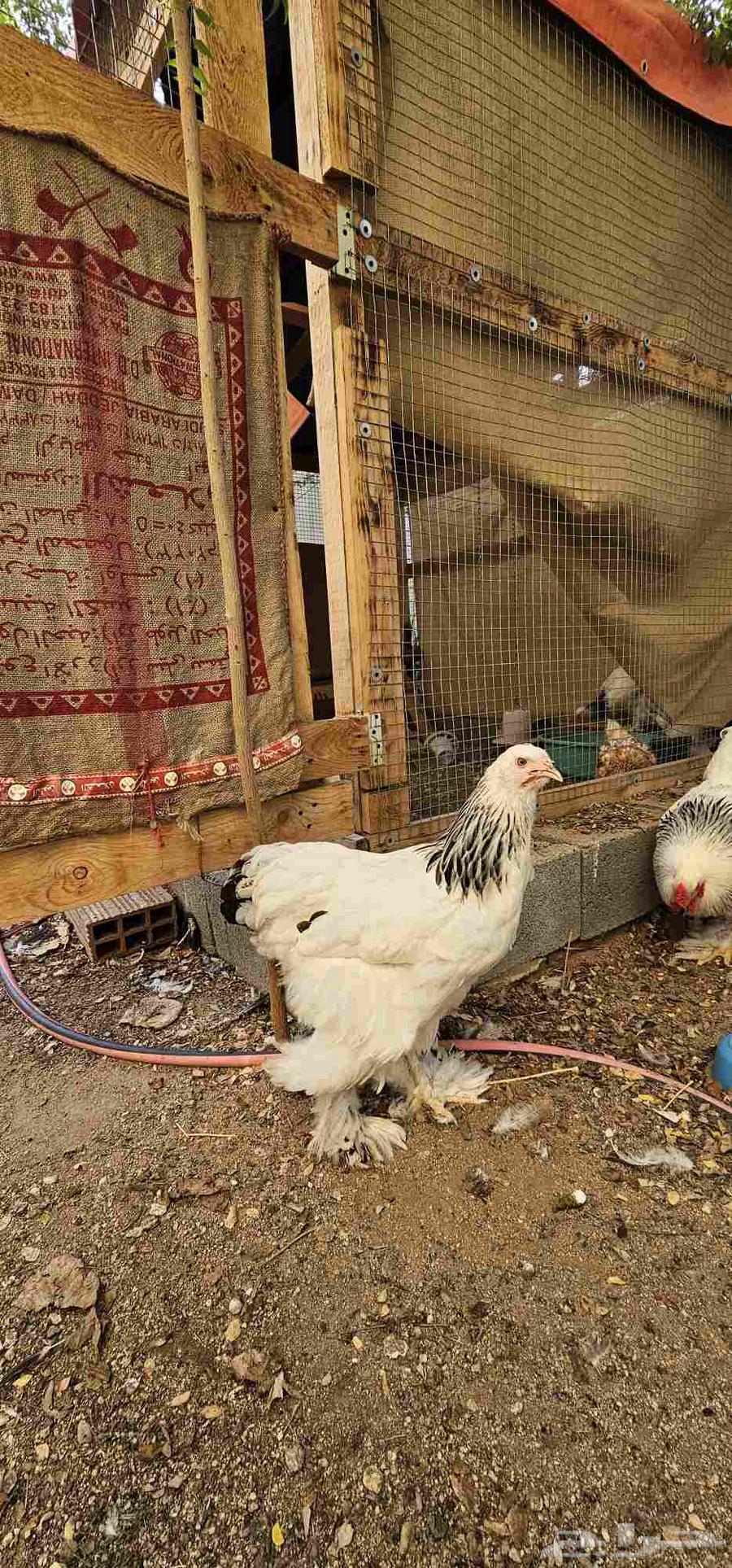 براهما كلومبي فاخر64589916024449111