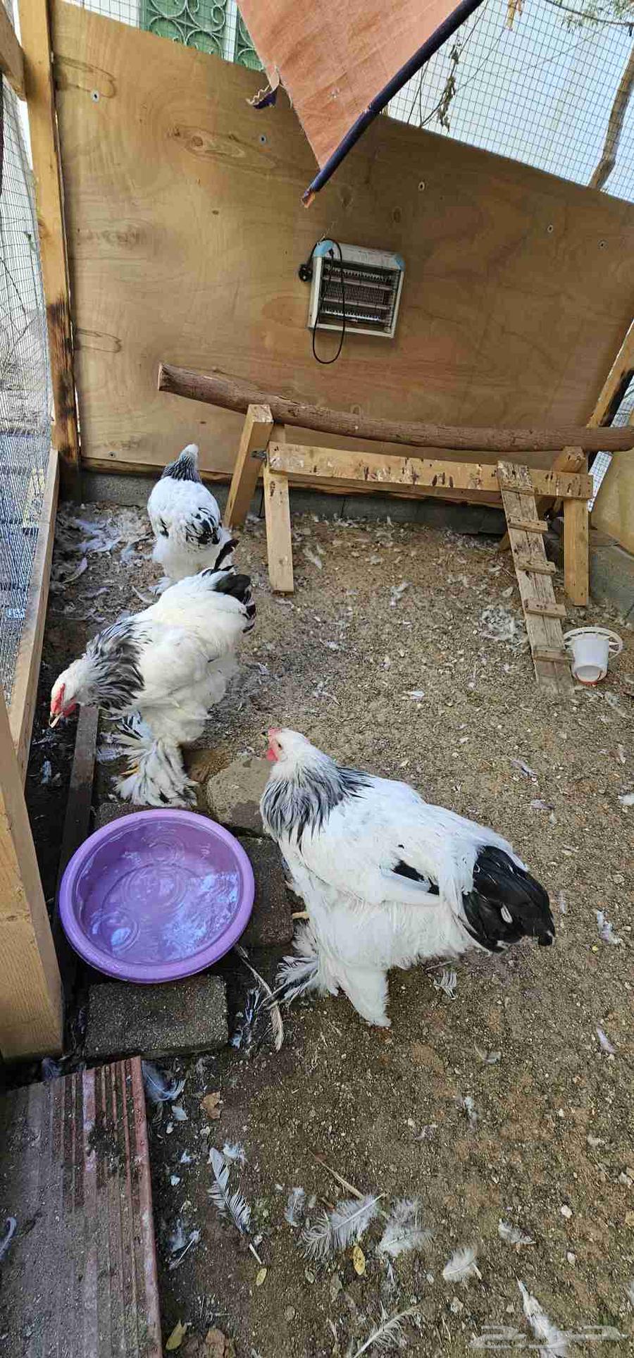 براهما كلومبي فاخر64589916024449110