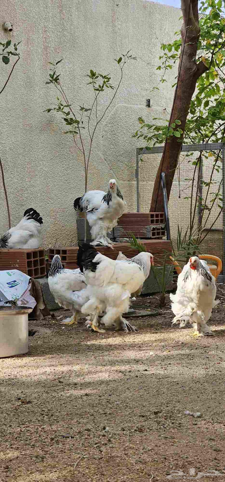 براهما كلومبي فاخر64589916024449113