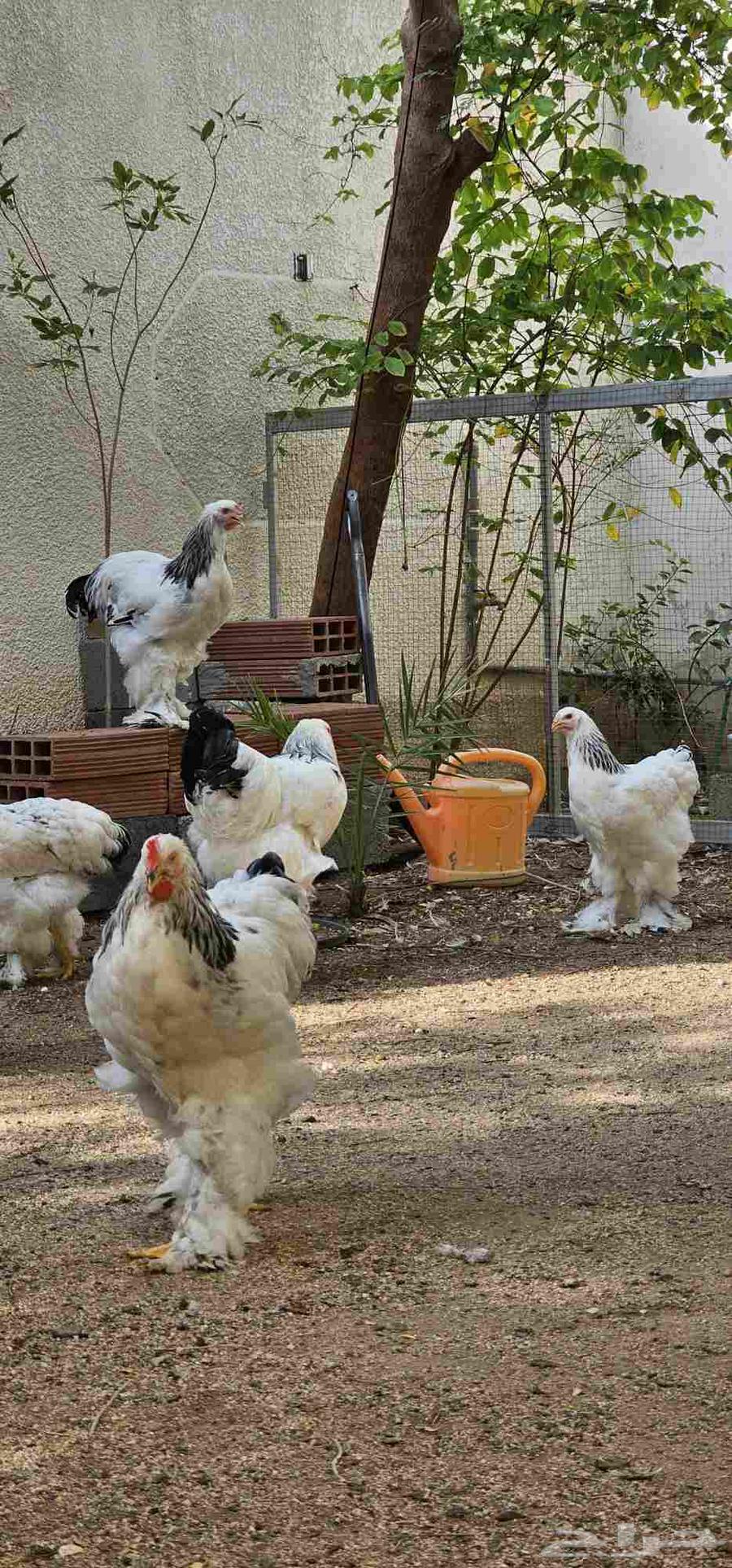 براهما كلومبي فاخر64589916024449112