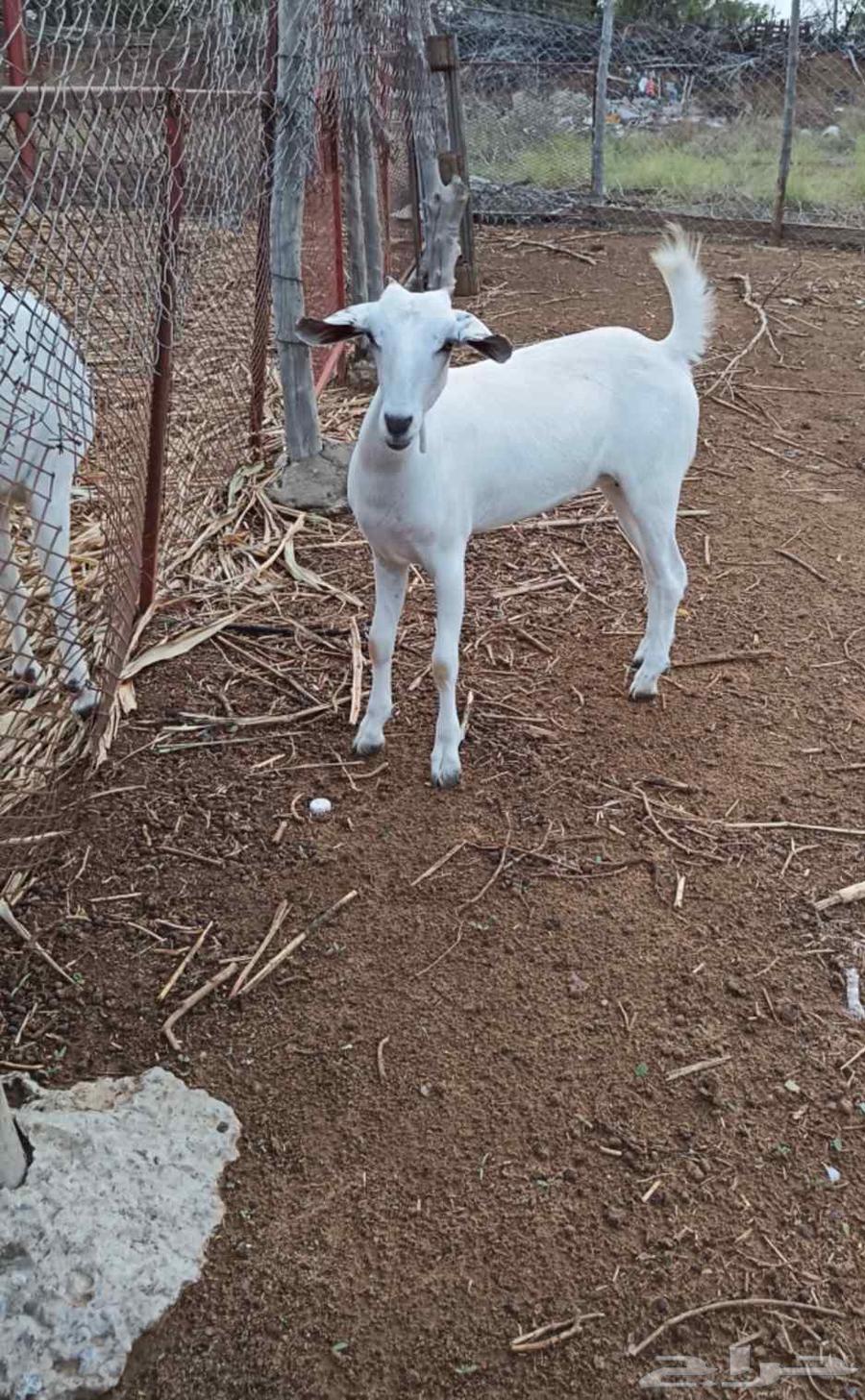 جفره بيشيه فاخره64591743756419110