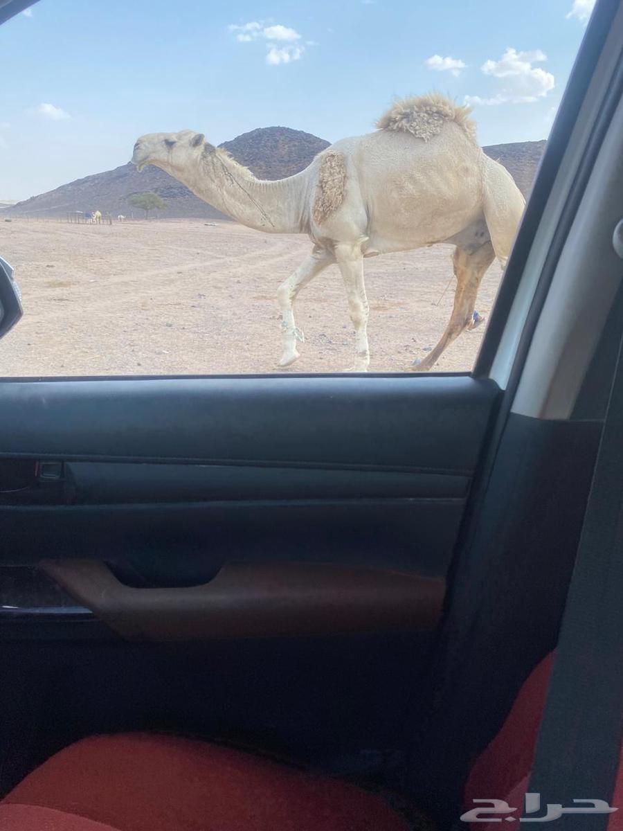 للبيع القعود الكفو64593521988609110