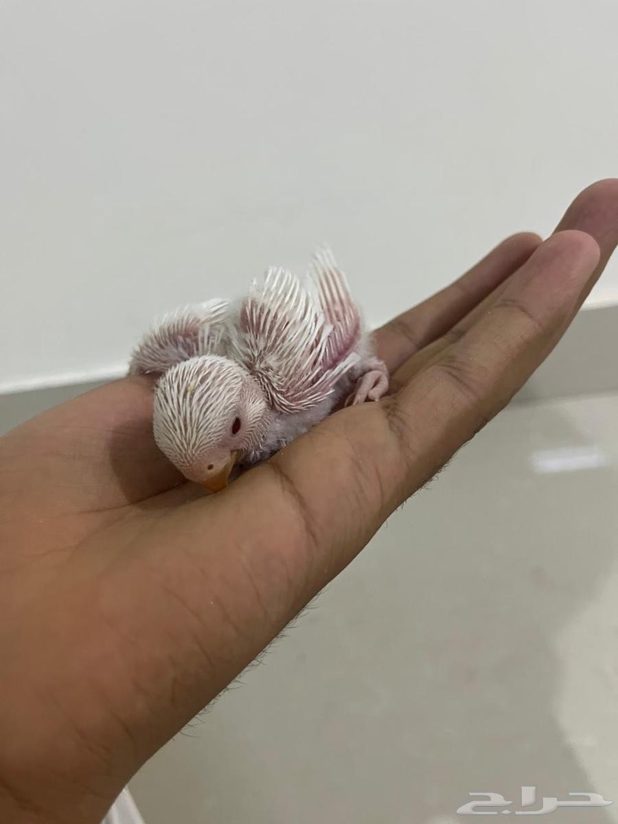 فروخ روز(تم البيع )64592829973891111