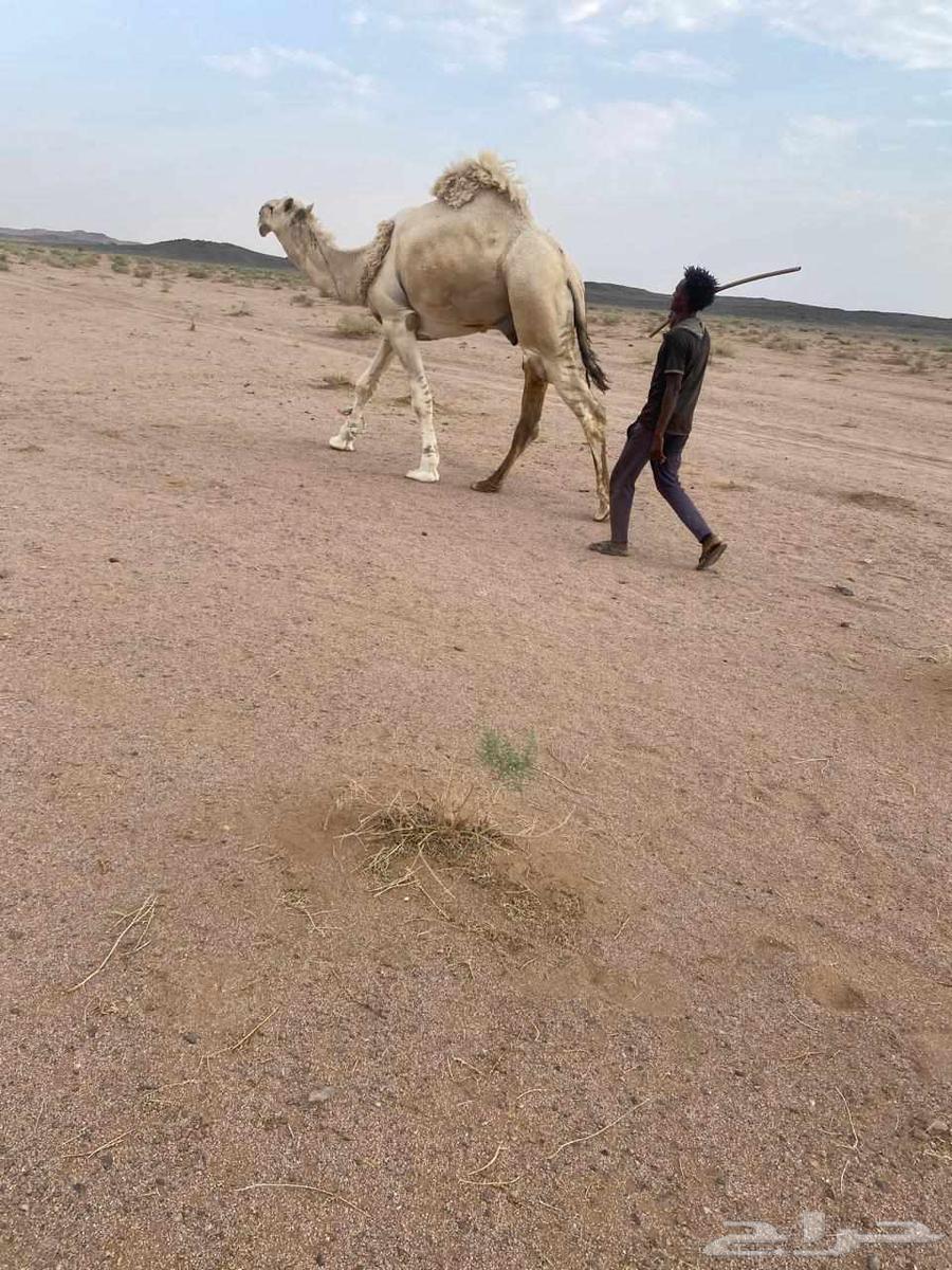 للبيع القعود الكفو64593521988609111