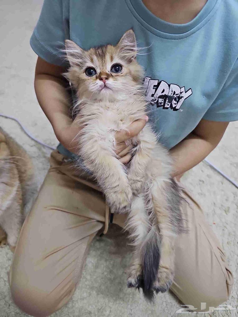 كتن سكوتش فولد وستريت البيع سمح64592950893825113