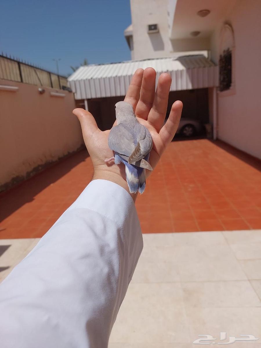 روز اليف وهدد خارجي نشبه لايفوتكم شي فاخر من الاخر و مميز64591358943619111