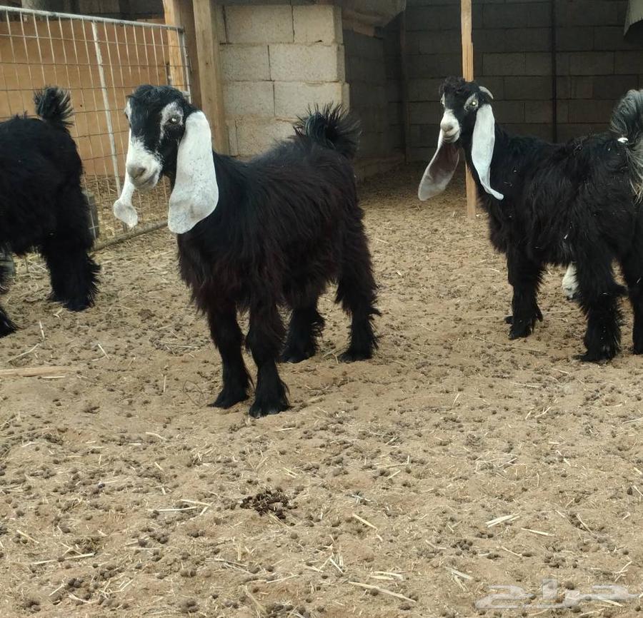 جفار صنف للبيع64596079715841110