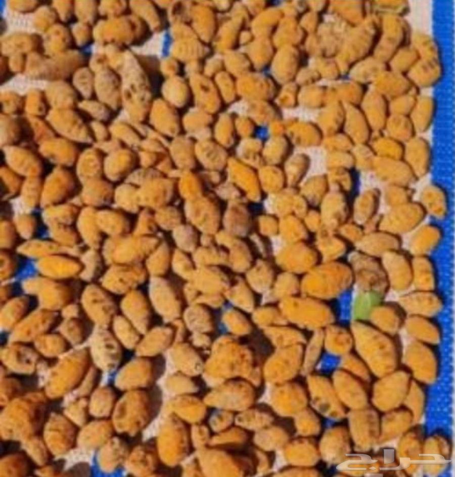 كركم علاجي وطبخ نعمله بعنايه مضمونة النظافه أغسلها ونقيها64594528491267110