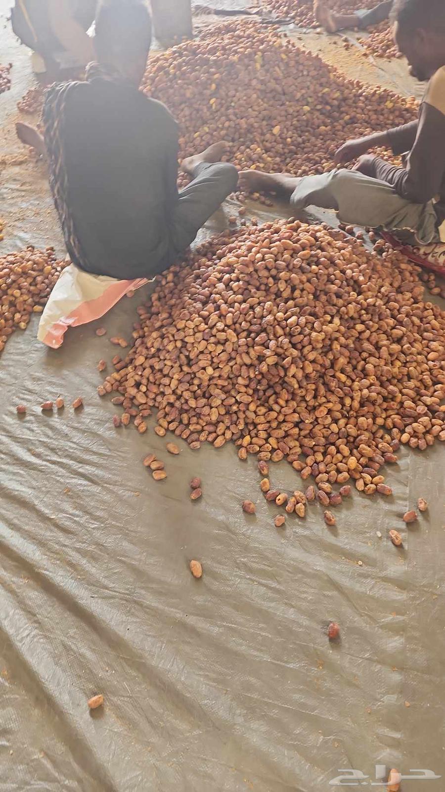 تمر خلاص للبيع64598819362305110