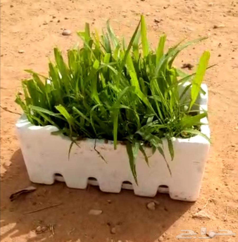 متوفر شتلات بونيكام ممباسا اسباني F164596931902979110