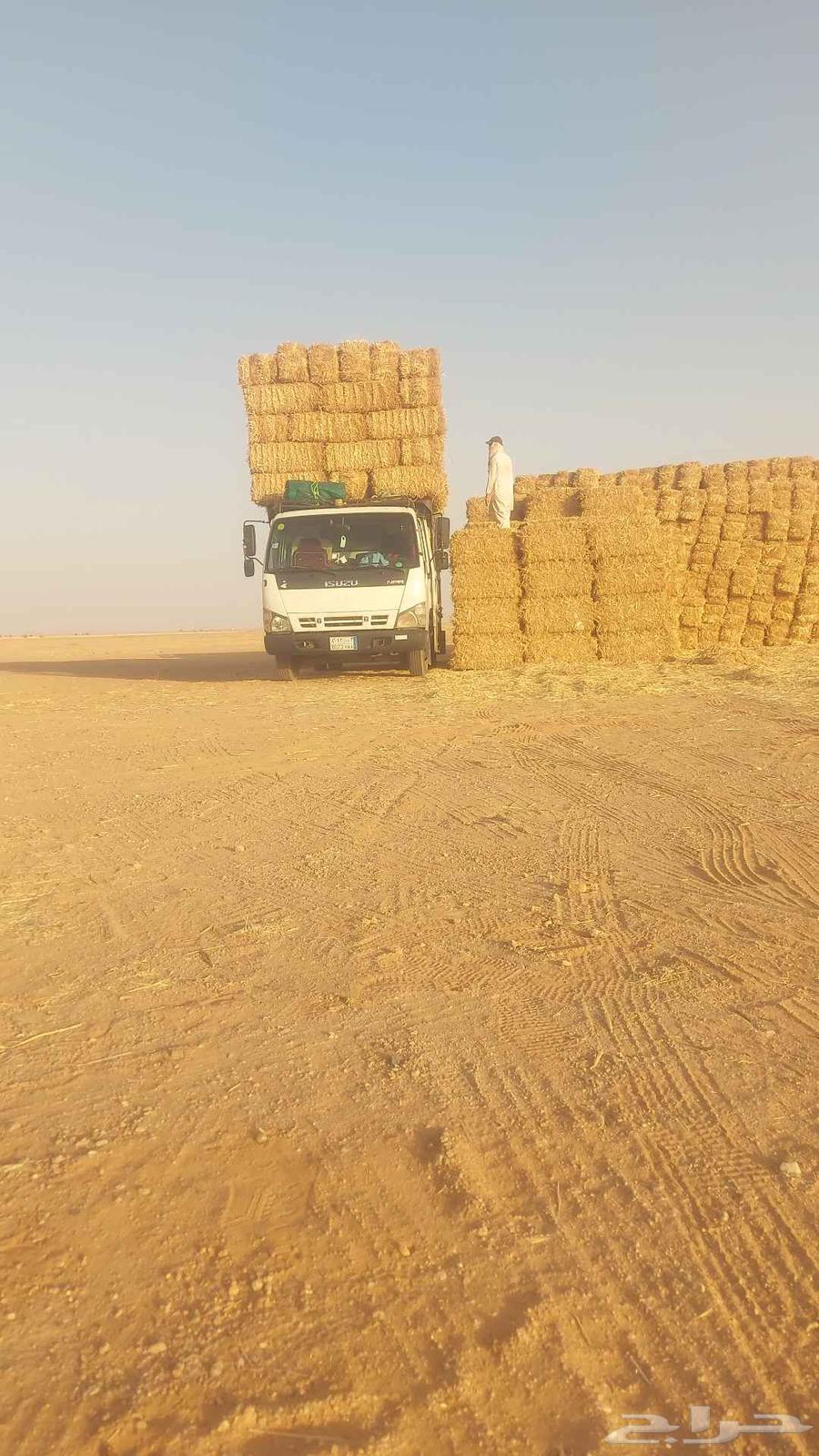 موجود تيبن شد ممتاز64598684182275110