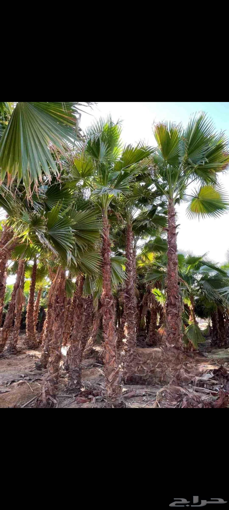 نخل واشنطني امريكي ابو مروحه درجه اولا64598388710787111