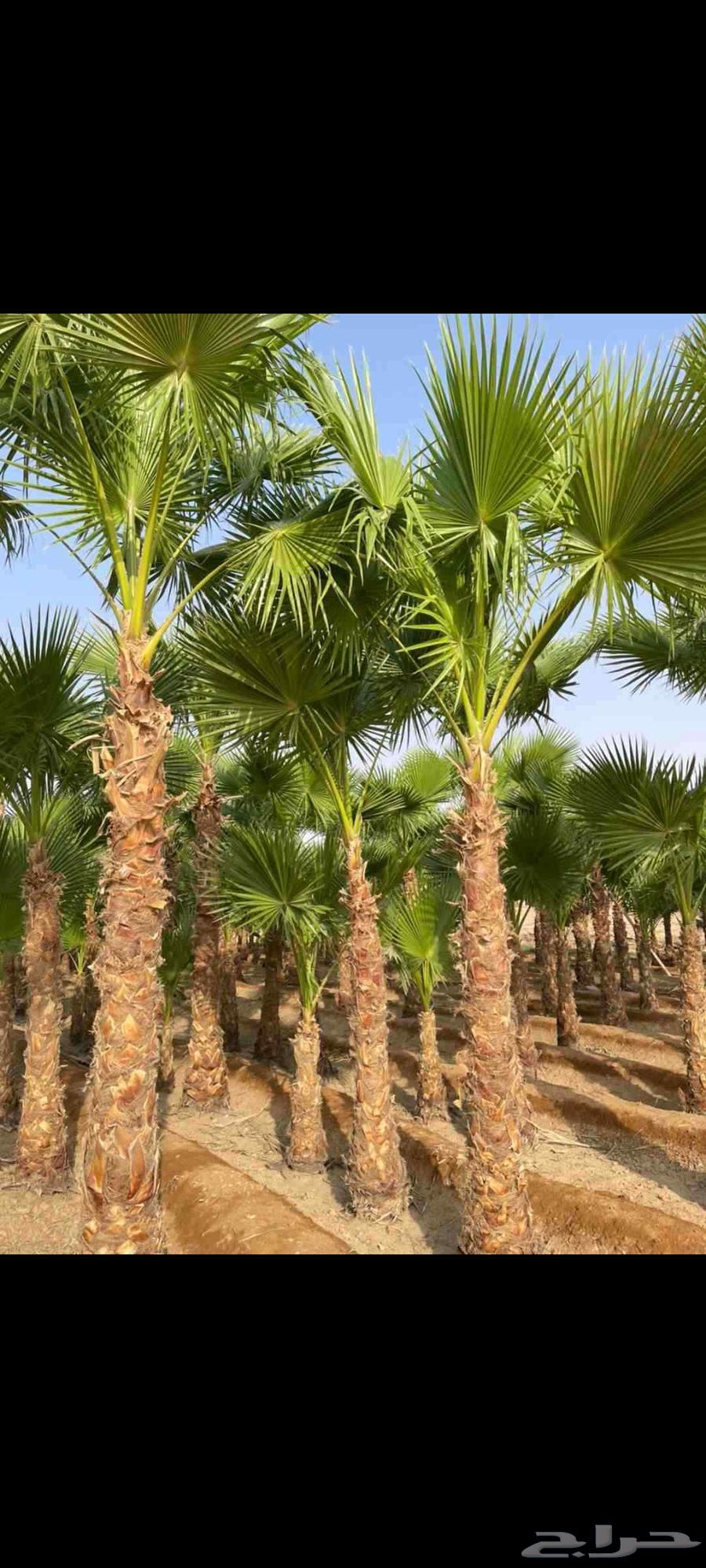 نخل واشنطني امريكي ابو مروحه درجه اولا64598388710787113