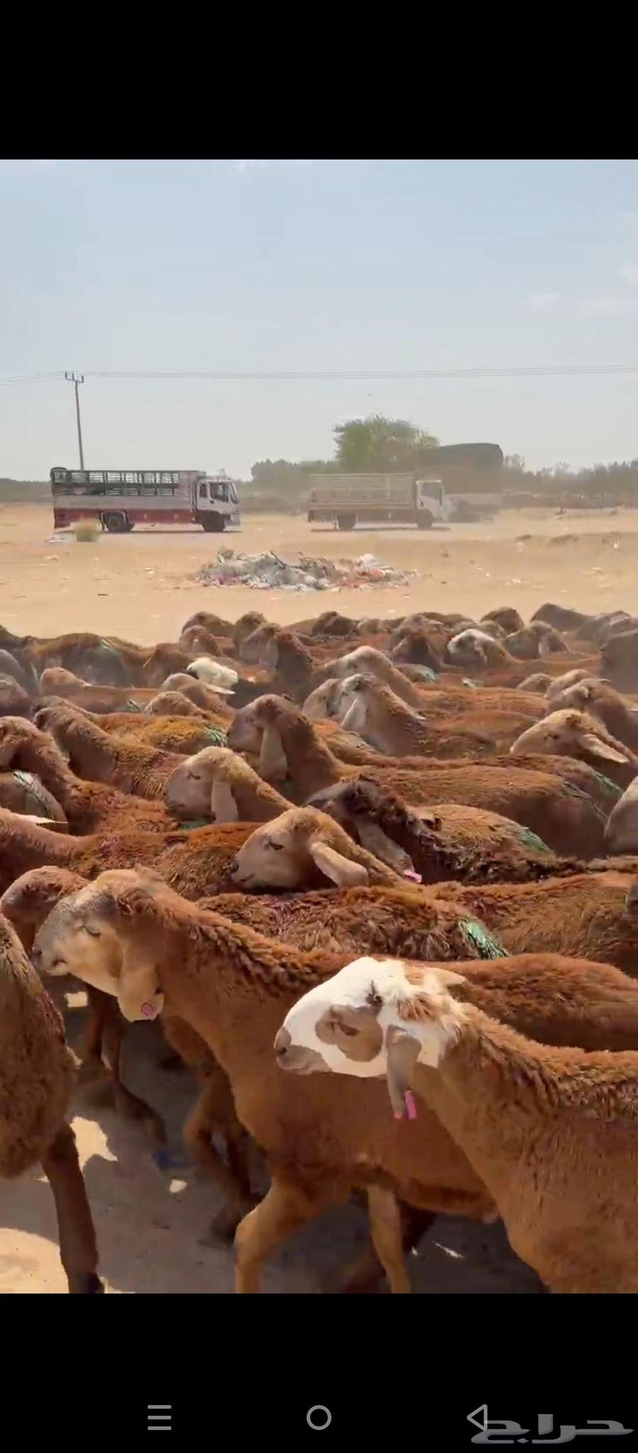 طليان سواكني64558822917507114