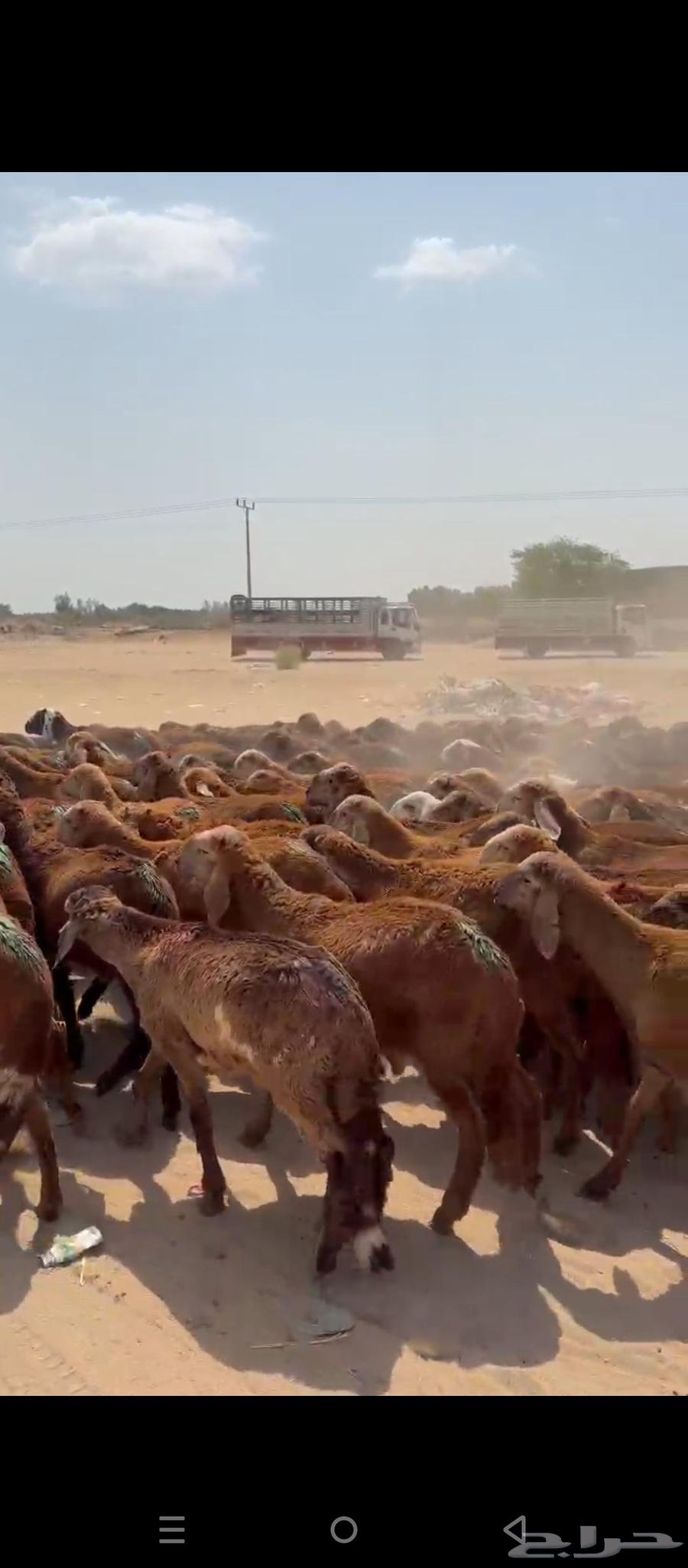 طليان سواكني64558822917507112